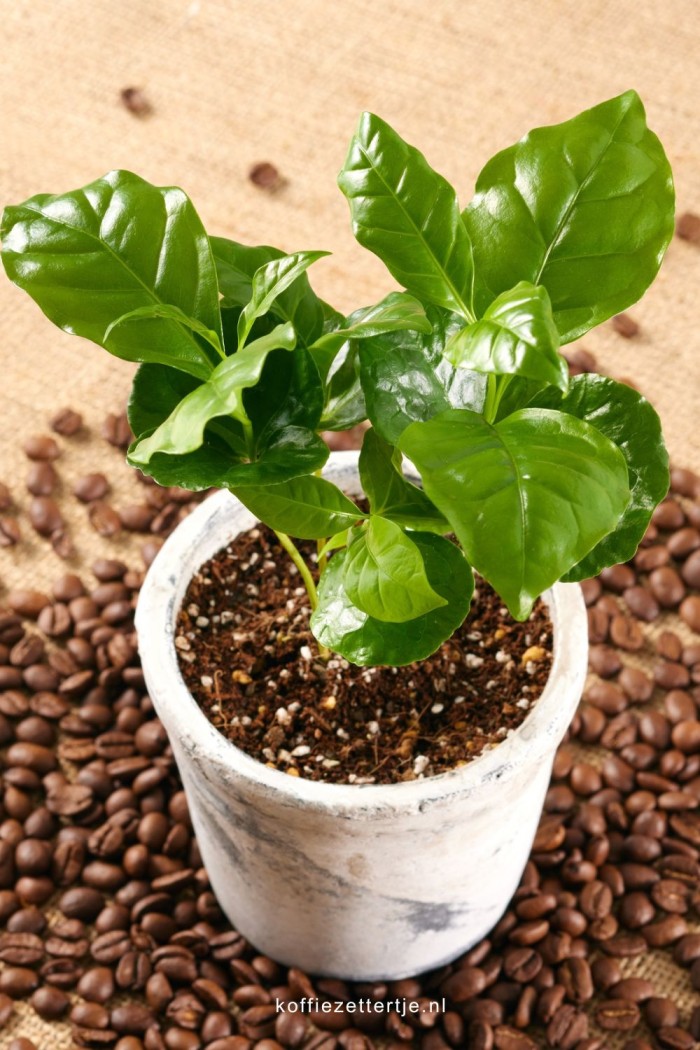 koffieplant